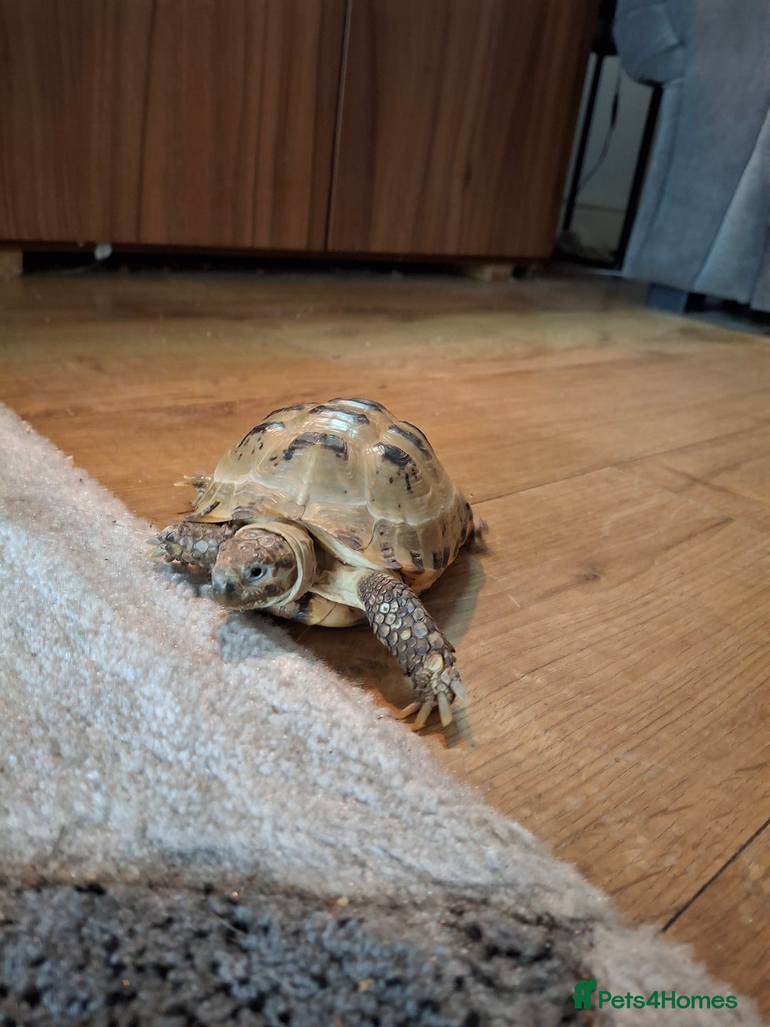 Tortoise reptiles for sale: Beautiful Horsfield tortoise and set up  - Image 3