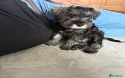 Miniature Schnauzer dogs for sale: Ready for our forever home’s miniature schnauzers  - Image 34