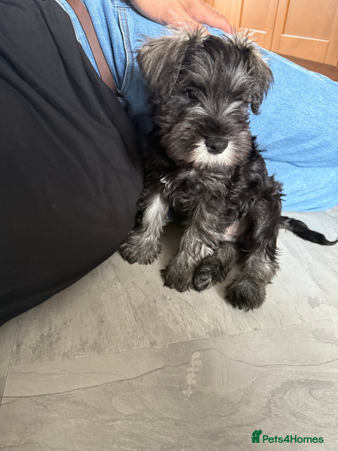 Miniature Schnauzer dogs for sale: Ready for our forever home’s miniature schnauzers  - Image 34