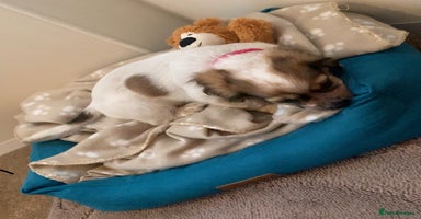 Mixed Breed dogs - Advert 16