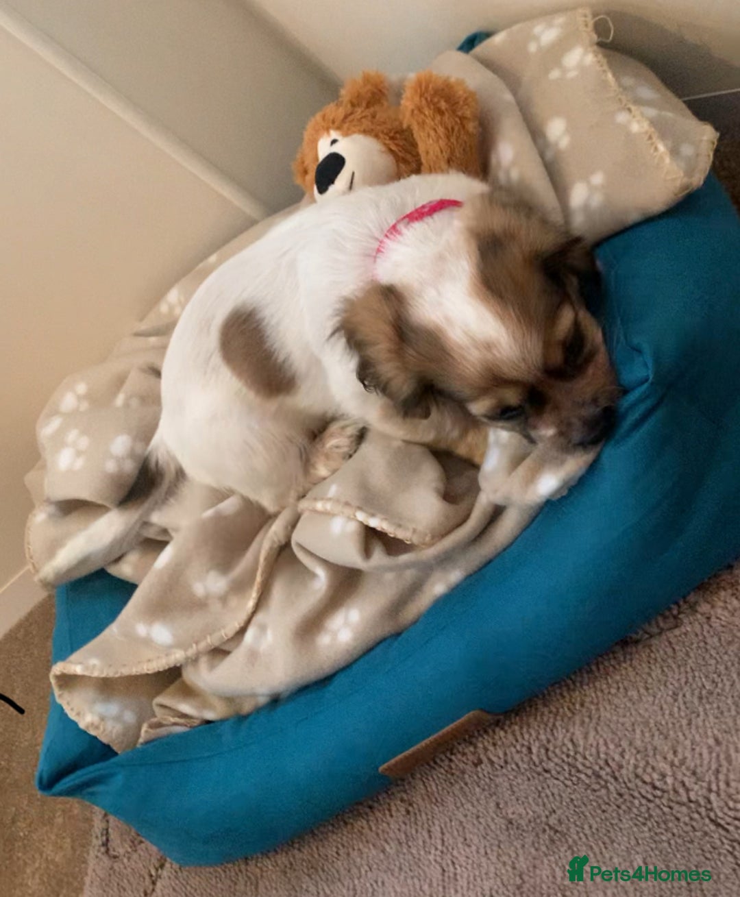 Mixed Breed dogs for sale: 2 Beautiful Shih Tzu x - Image 5