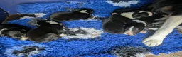 Border Collie dogs for sale: Isds registered border collie pups  - Advert 6