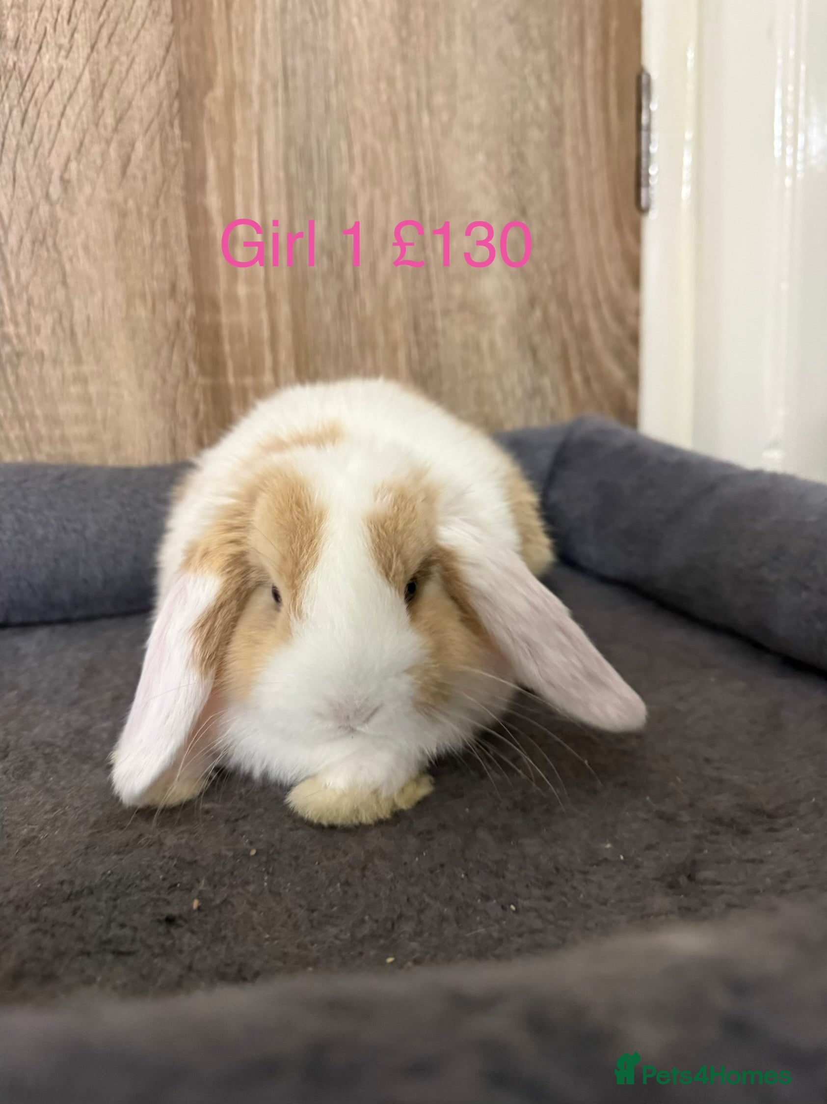 Mini Lop rabbits Beautiful pure mini lop  babies - Advert 1