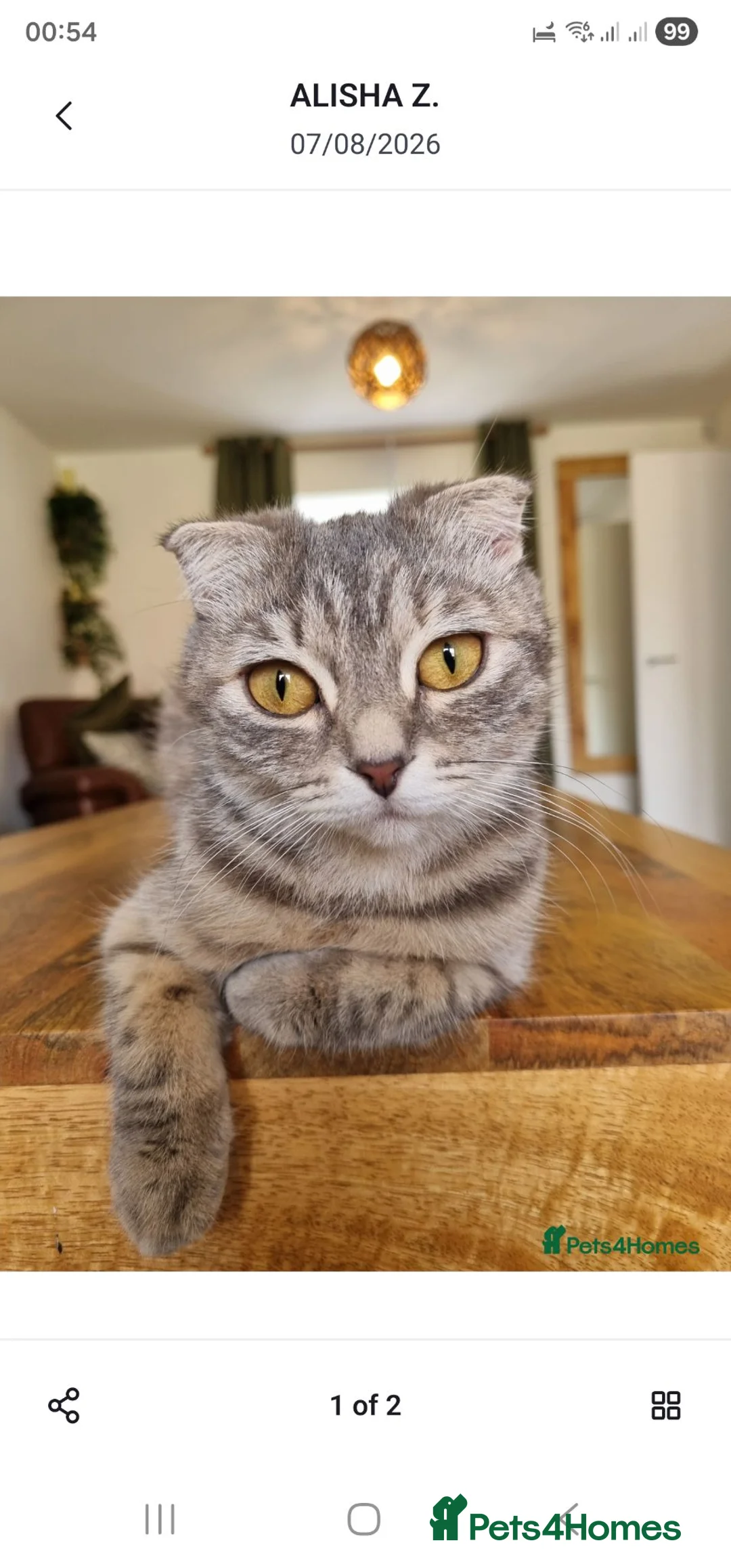 Scottish Fold cats for sale: scottish fold ginger female kitten for sale - Advert 6