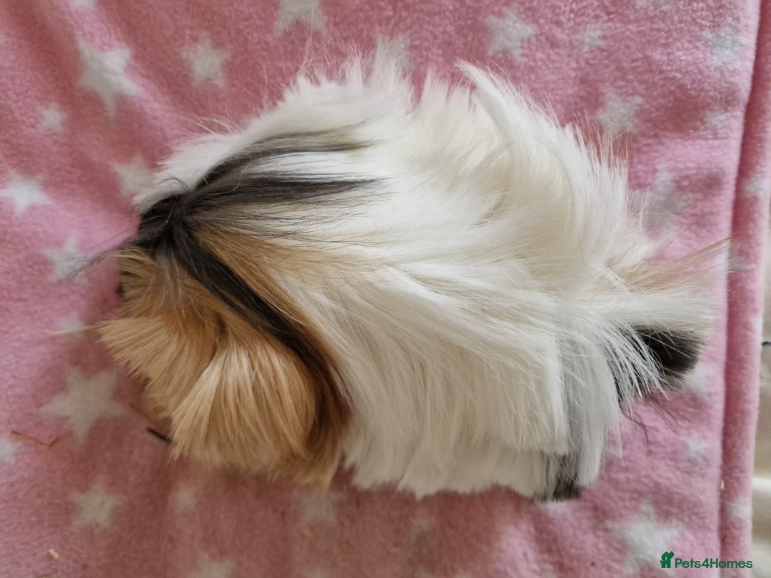 Guinea Pig rodents for sale: Pure Peruvian Sisters - Image 19