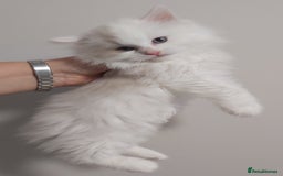 Ragdoll cats for sale: RAGDOLLS BICOLOUR BOY GIRLS BLUE EYES READY NOW  - Advert 13