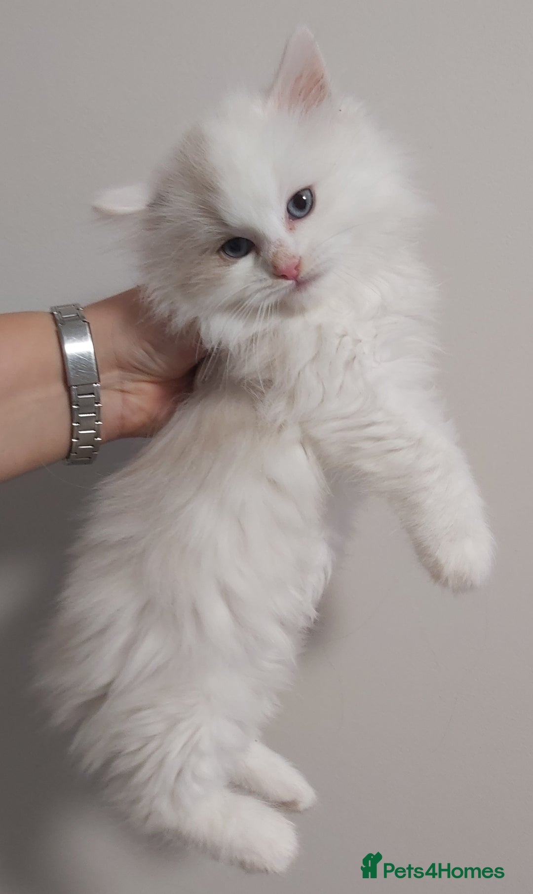 Ragdoll cats for sale: RAGDOLLS BICOLOUR BOY GIRLS BLUE EYES READY NOW  - Advert 13