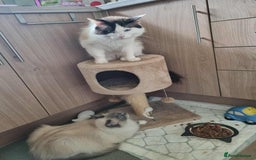 Ragdoll cats for sale: Ragdoll kittens  - Image 10
