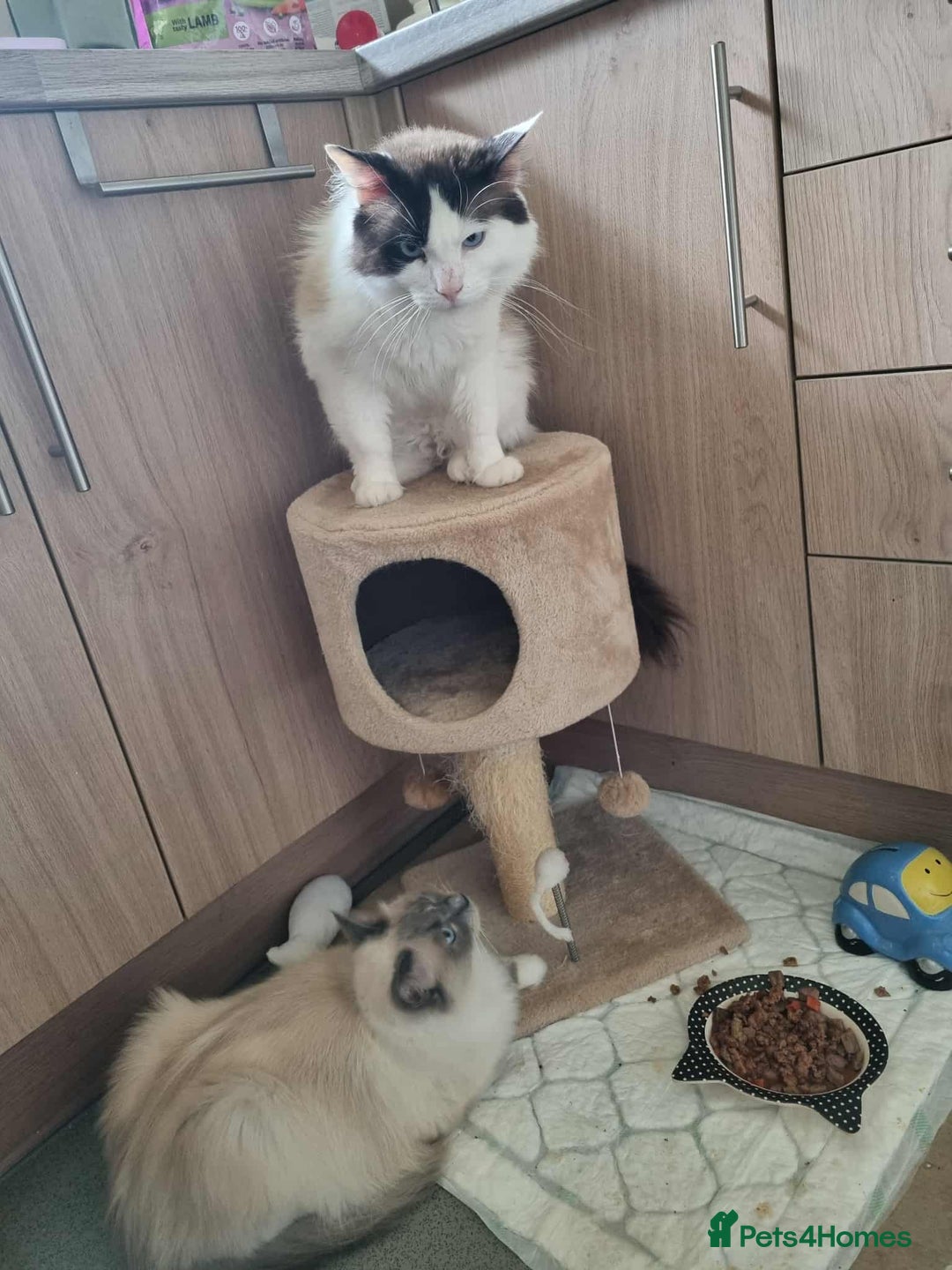 Ragdoll cats for sale: Ragdoll kittens  - Image 10