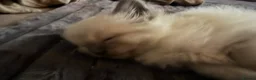Ragdoll cats for sale: Ragdoll kitten beautiful fluffy girl  - Advert 10