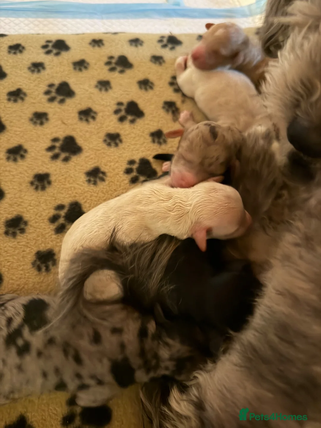 Jackapoo dogs for sale: FB1 jackapoo puppies  - Advert 9