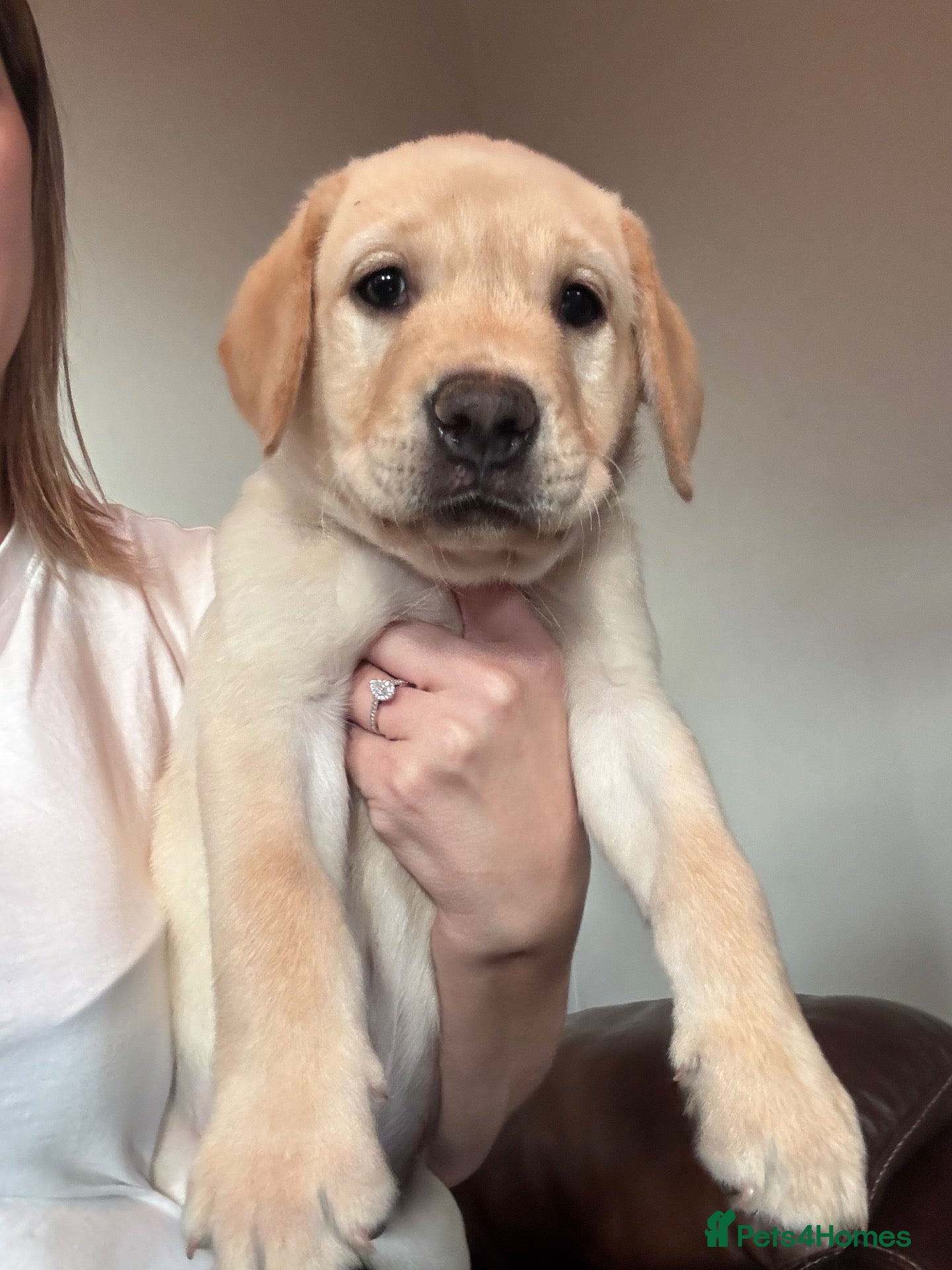 Labrador Retriever dogs for sale: KC Registered Labrador puppies  - Advert 20
