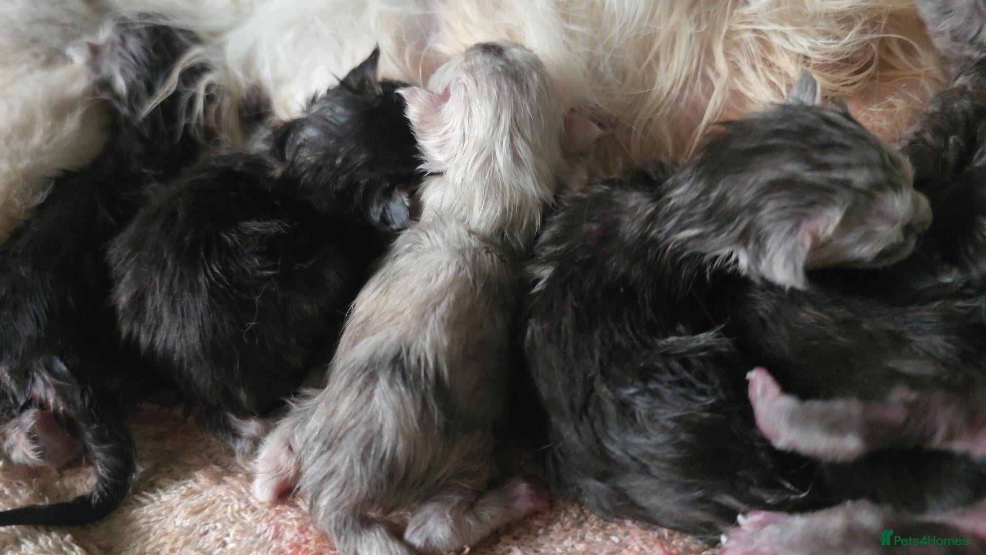 Maine Coon cats 🌟 STUNNING MAINECOON KITTENS SHOWQUALITY 🌟 - Advert 4