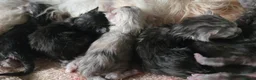 Maine Coon cats for sale: 🌟 STUNNING MAINECOON KITTENS SHOWQUALITY 🌟 - Advert 6