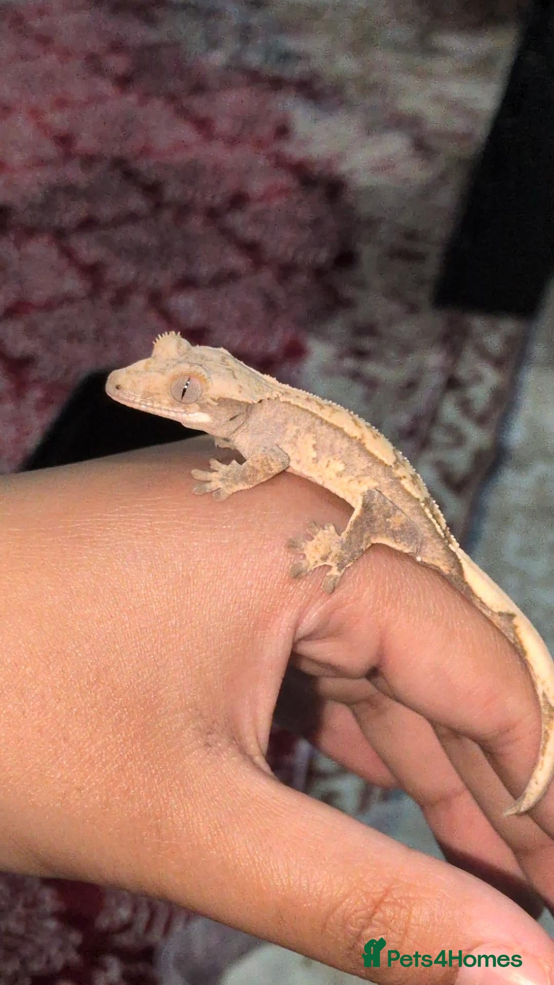 Gecko reptiles Various crested geckos  - Advert 1