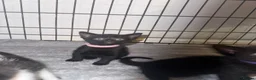 Domestic Shorthair cats for sale: Kittens in Lincoln - Advert 3