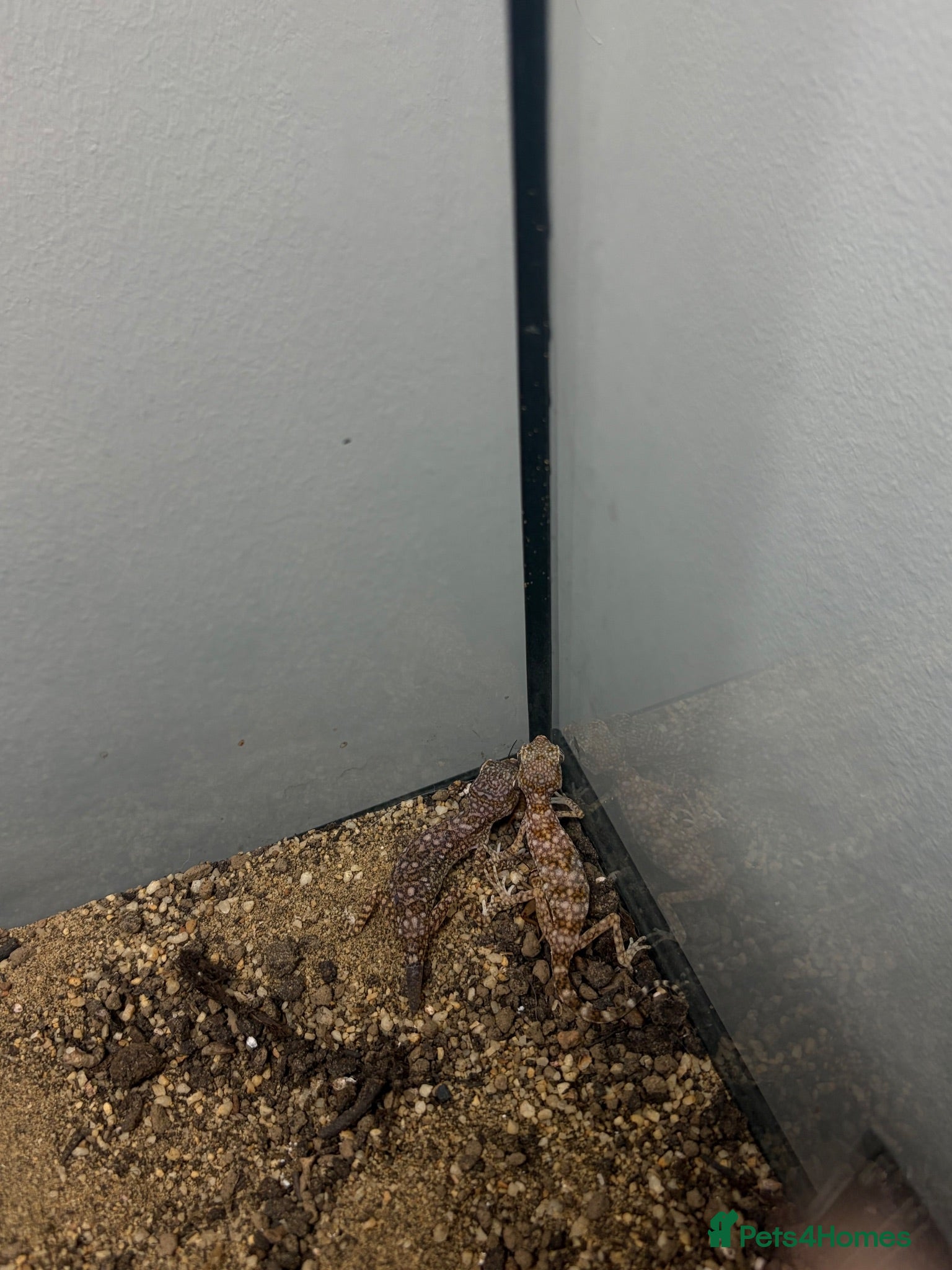 Gecko reptiles Elegant geckos - Advert 2