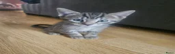 Mixed Breed cats for sale: 8 Week Old Kittens - Mixed Litter Mixed Breed - Advert 8