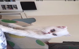 Persian cats for adoption: PRINCESS IS A CAT THAT WANT CUDDLES ALL DAY LONG ! - Image 6