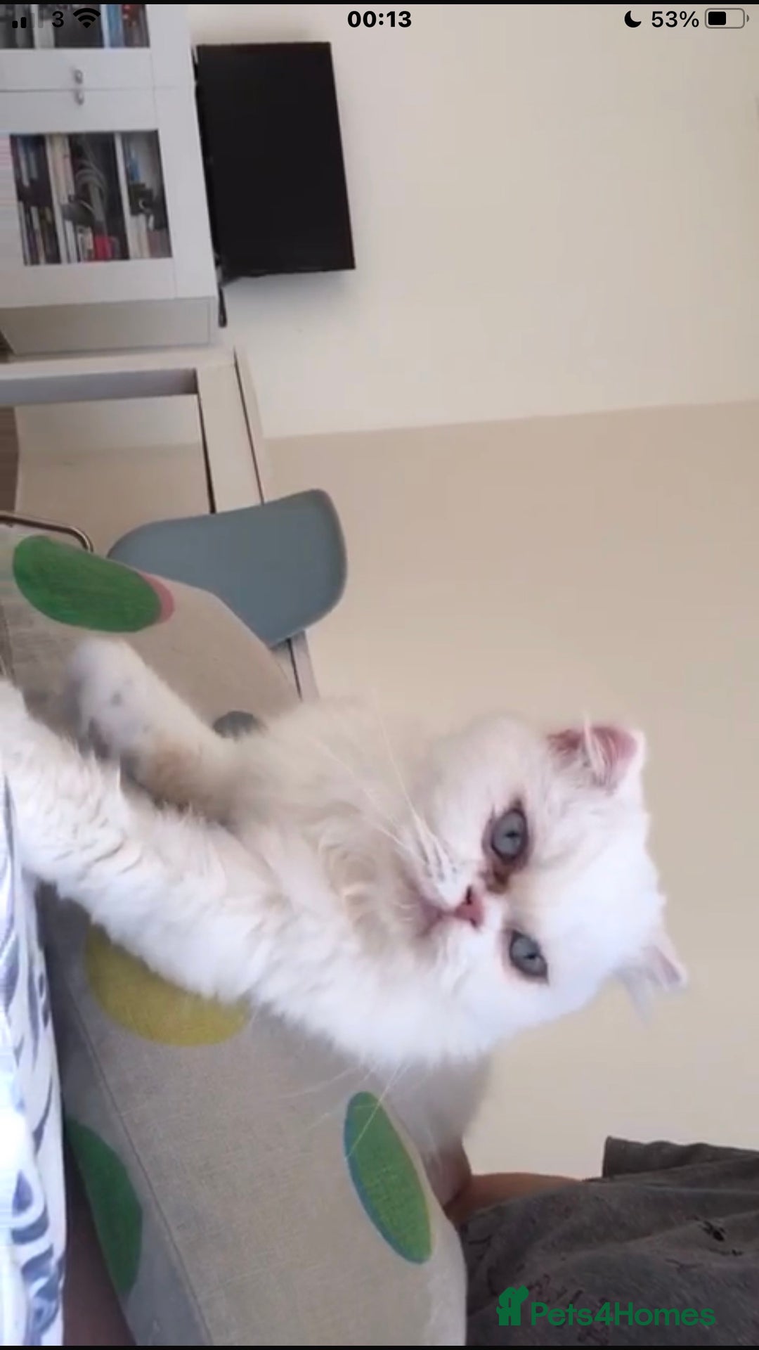 Persian cats for adoption: PRINCESS IS A CAT THAT WANT CUDDLES ALL DAY LONG ! - Image 6