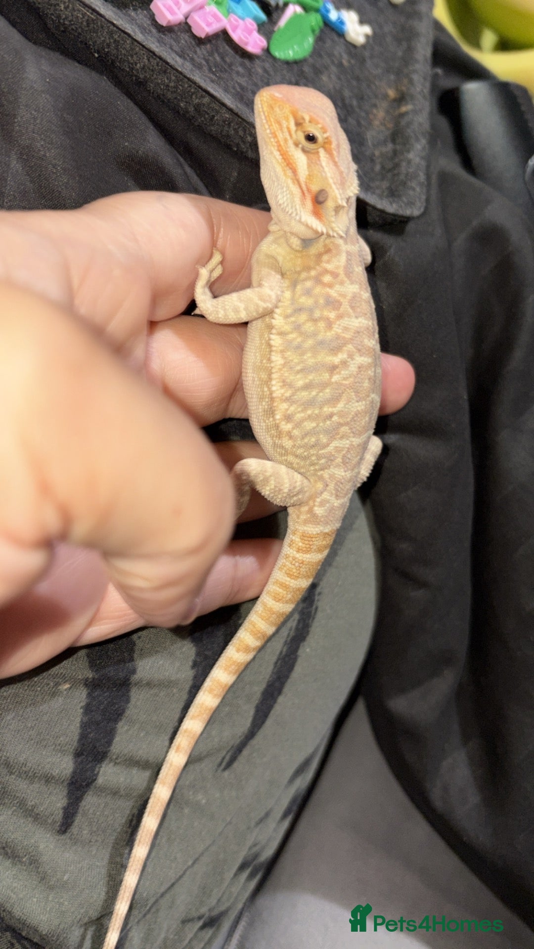 Bearded Dragon reptiles for sale: Bearded dragon babies last girl  - Advert 1