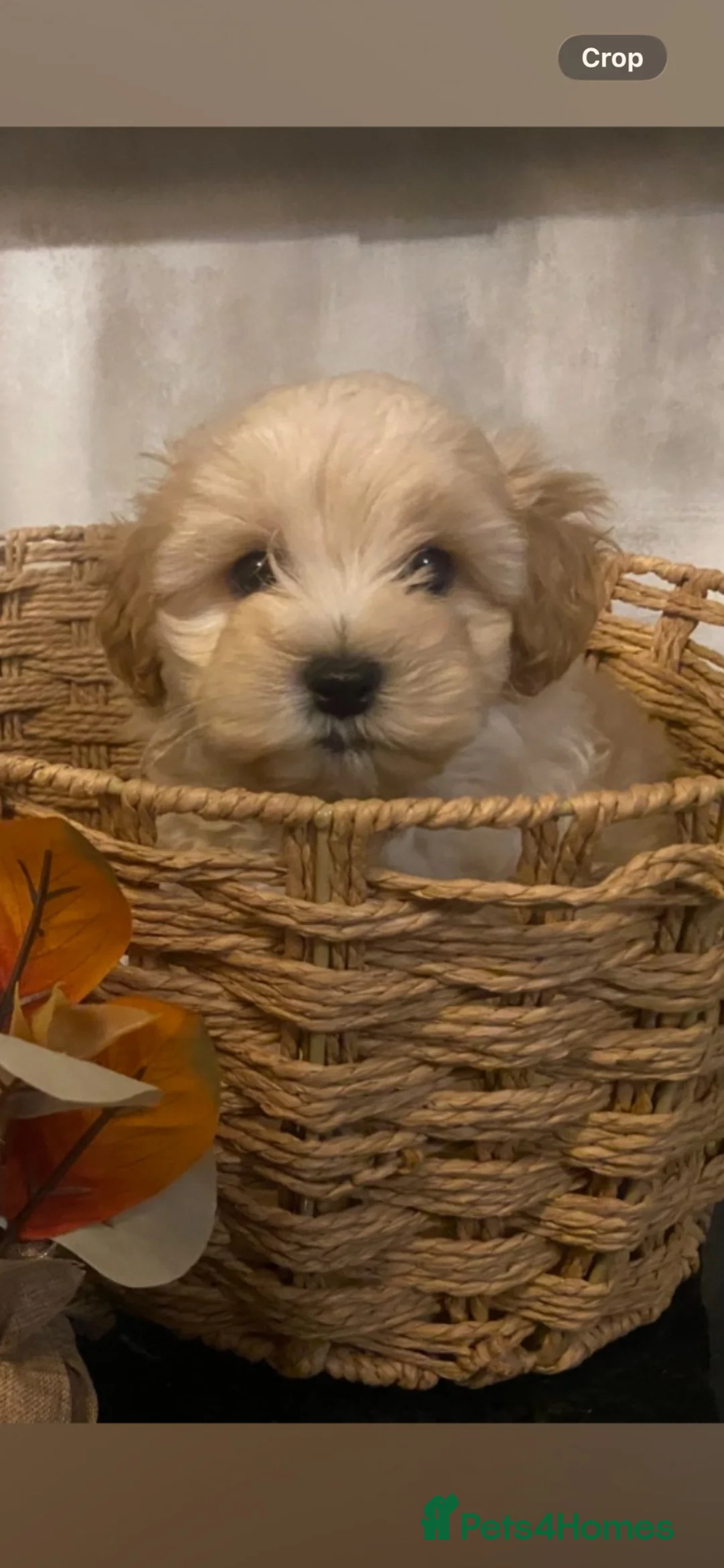 Maltipoo dogs for sale: Maltipoo pups - Advert 2