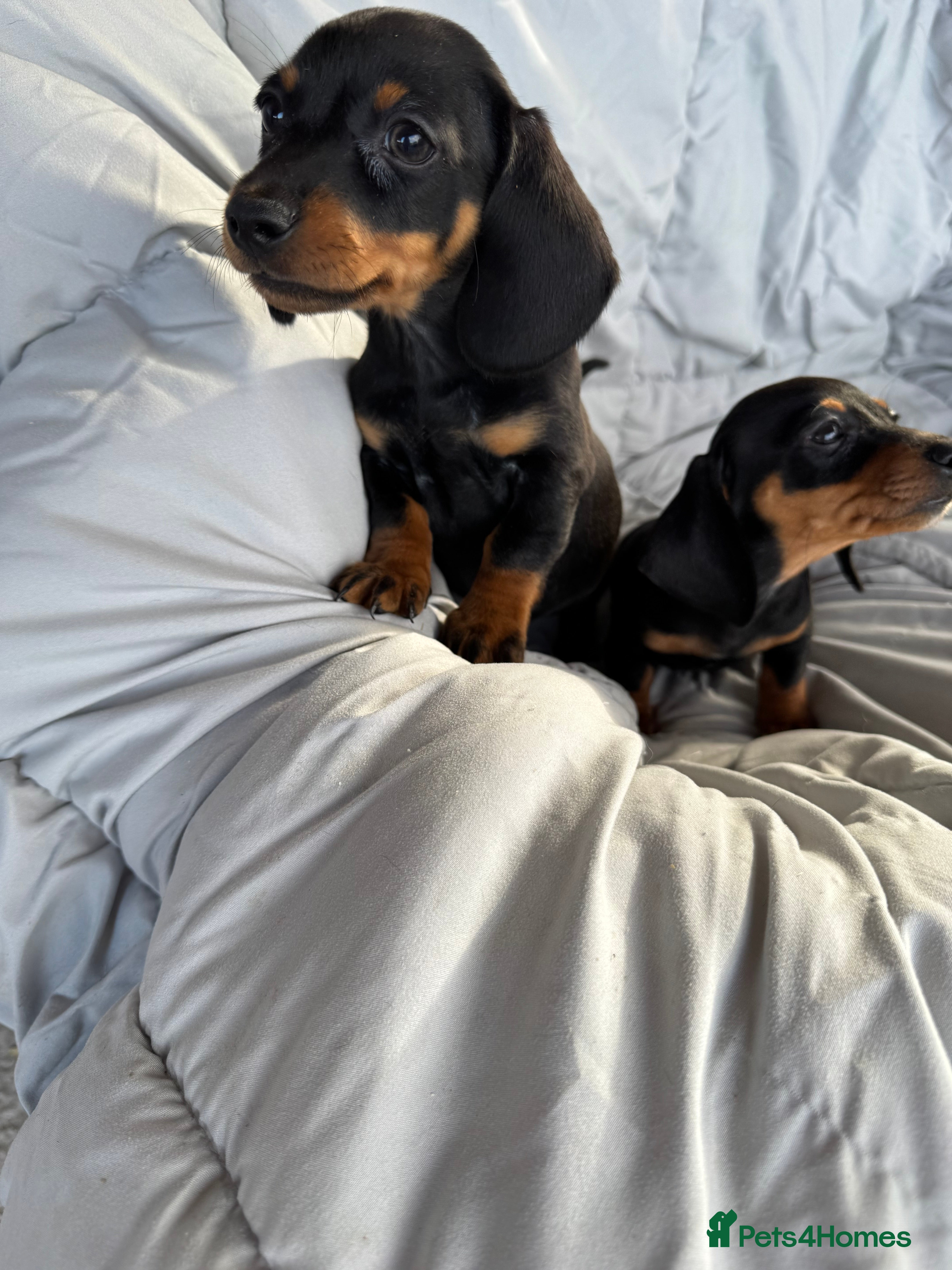 Dachshund dogs MINIATURE DACHSHUND BOY PUPPIES  - Advert 2