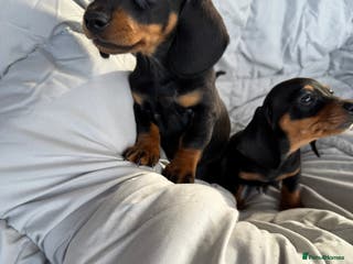 Dachshund dogs MINIATURE DACHSHUND BOY PUPPIES - Advert 2
