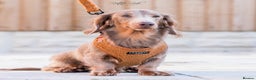 Dachshund dogs for stud: Isabella and tan miniature dapple  in Leeds - Advert 7