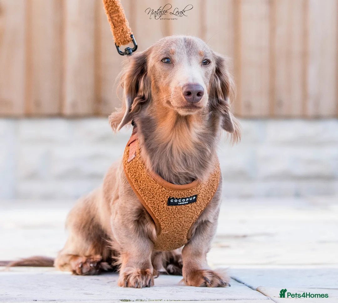 Dachshund dogs for stud: Isabella and tan miniature dapple  in Leeds - Advert 7