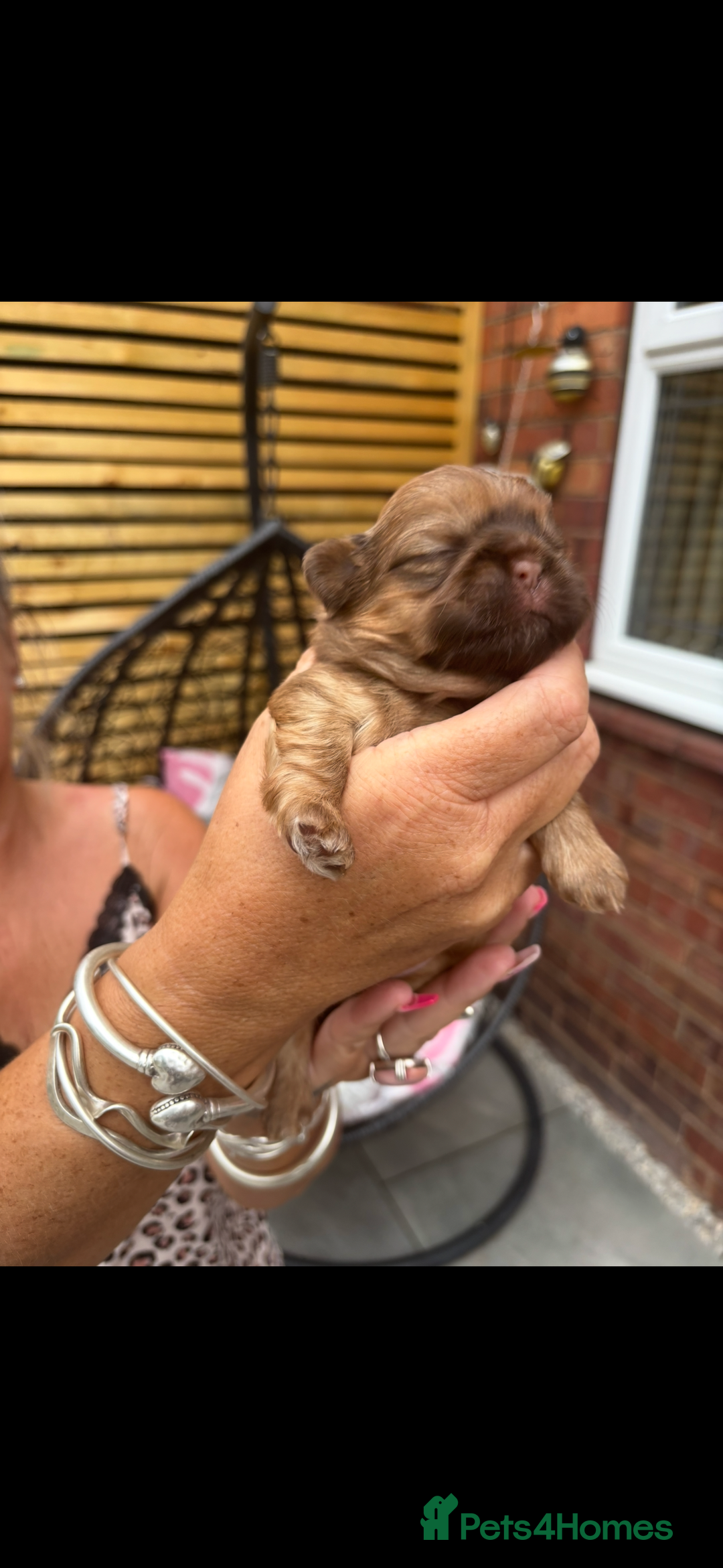 Shih Tzu dogs for sale: Imperial shih tzu puppies - Image 18