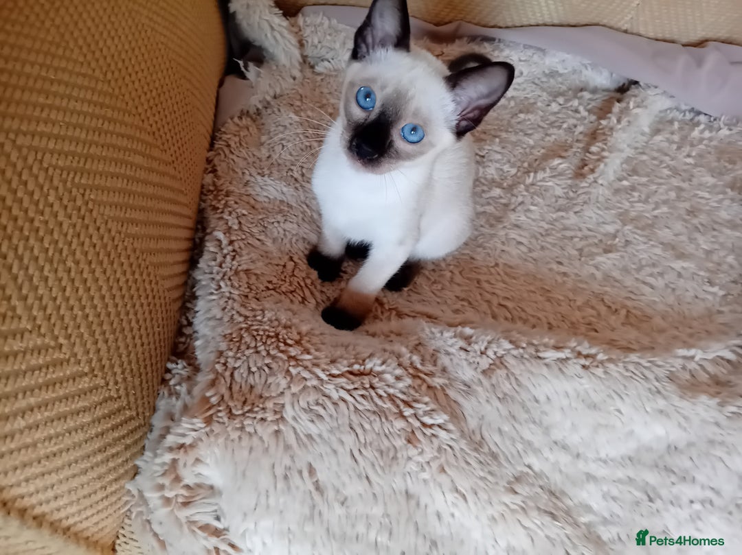 Siamese cats for sale: Traditional Siamese boy kitten - Image 3