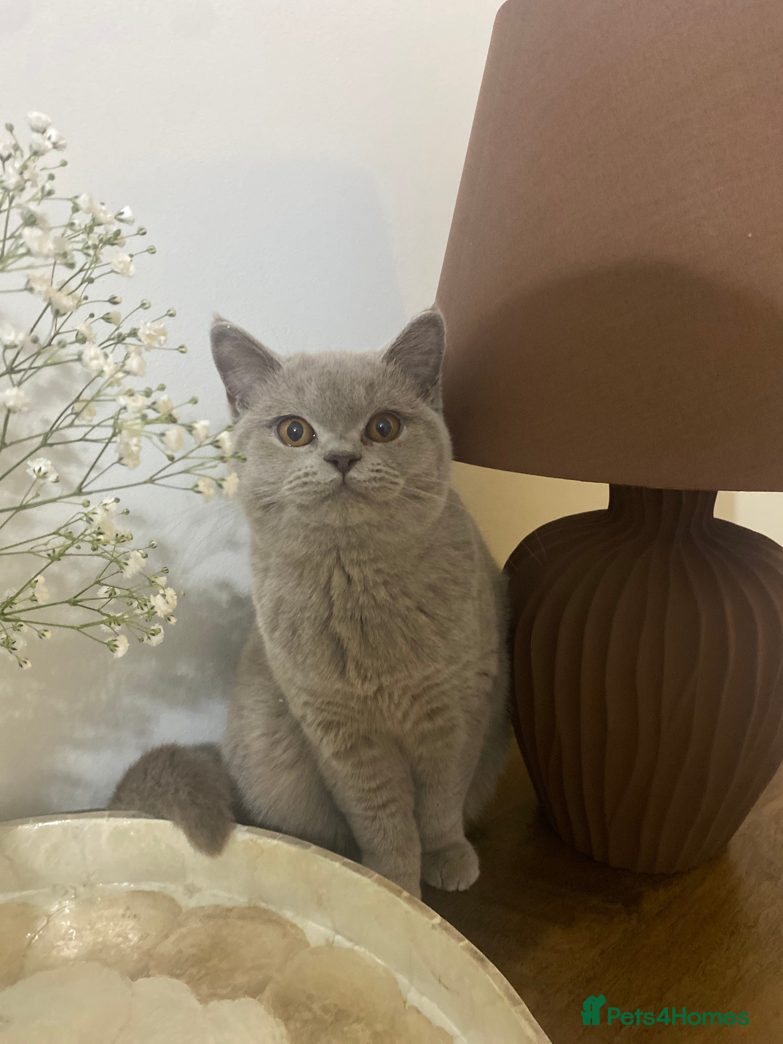 British Shorthair cats 👑 LILAC BSH reg GCCF LAST GIRL 👑 - Advert 4