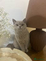 British Shorthair cats - Advert 12