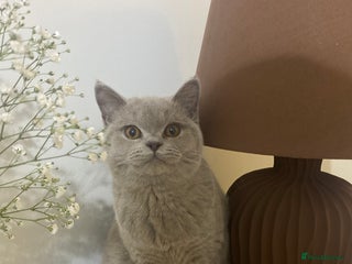British Shorthair cats 👑 LILAC BSH reg GCCF LAST GIRL 👑 - Advert 2