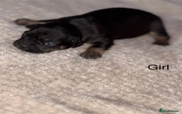 Mixed Breed dogs for sale: 7 Beautiful French Bulldog/cocker spaniel puppies. - Image 2