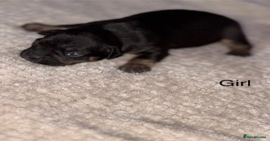 Mixed Breed dogs - Advert 5