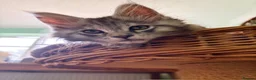 Maine Coon cats for sale: READY NOW. Tica registered mainecoon kittens - Advert 12
