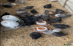 Chickens poultry for sale: Pekin bantam hens - mix of colours  - Image 4
