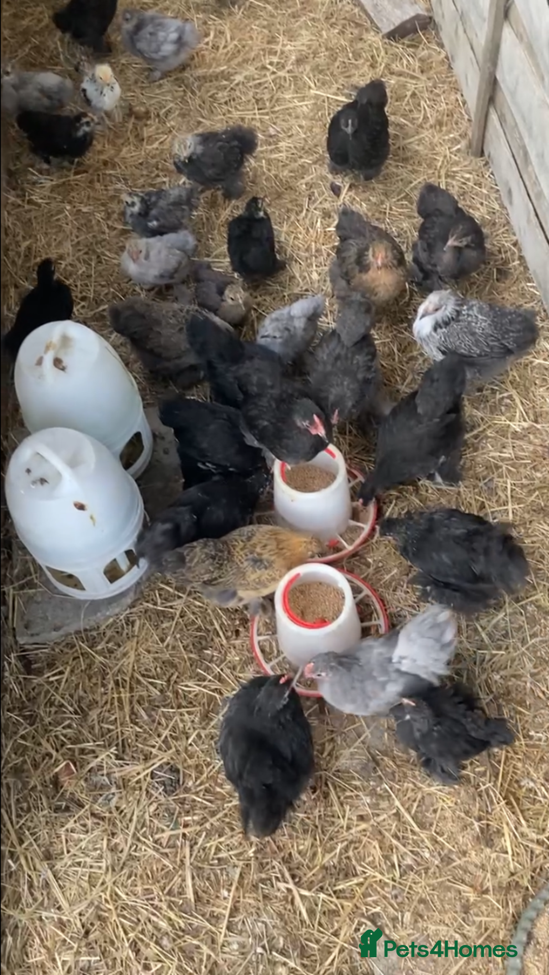 Chickens poultry for sale: Pekin bantam hens - mix of colours  - Image 4