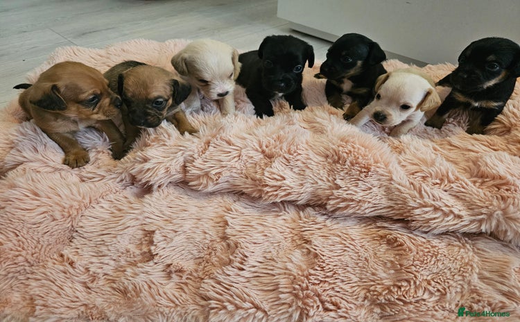 Mixed Breed dogs Gorgeous puppies looking for forever homes - Advert 1