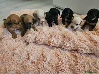 Mixed Breed dogs Gorgeous puppies looking for forever homes - Advert 14