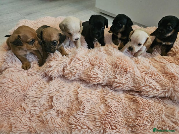 Mixed Breed dogs Gorgeous puppies looking for forever homes - Advert 1
