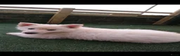Mixed Breed dogs for sale: PUPPIES FOR SALE - Advert 5