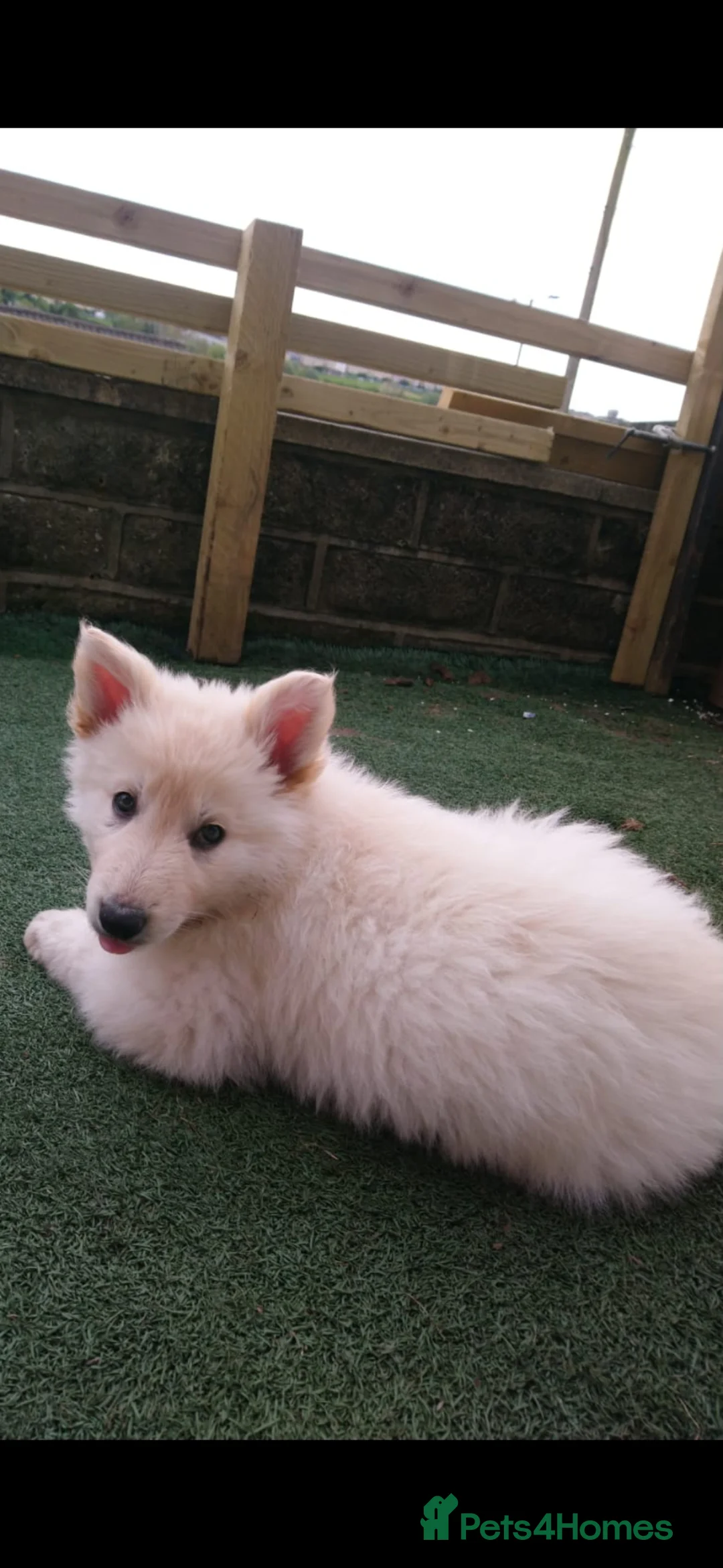 Mixed Breed dogs for sale: PUPPIES FOR SALE - Advert 5