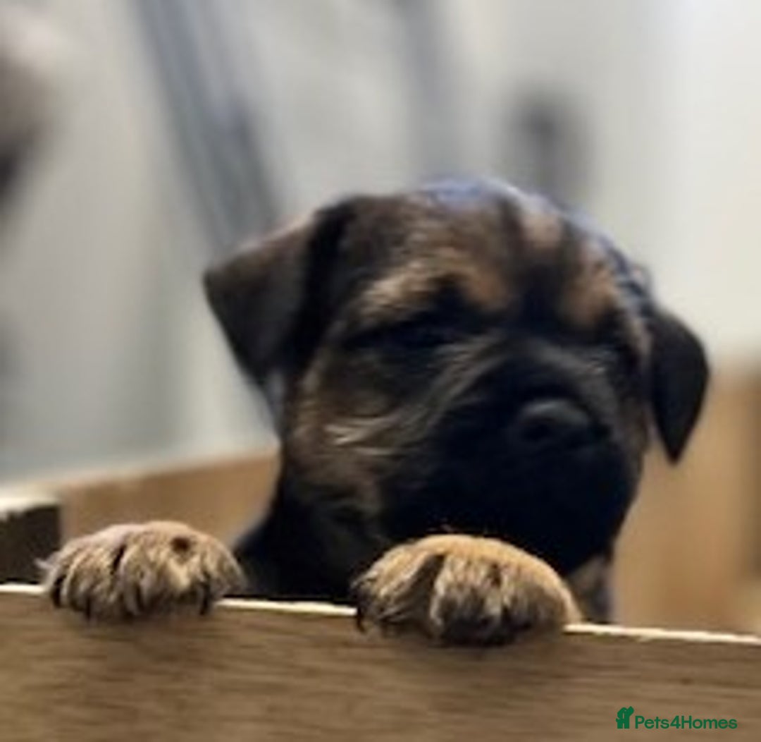 Border Terrier dogs for sale: 2 Beautiful Border Terrier Bitches - NOW RESERVED - Advert 9