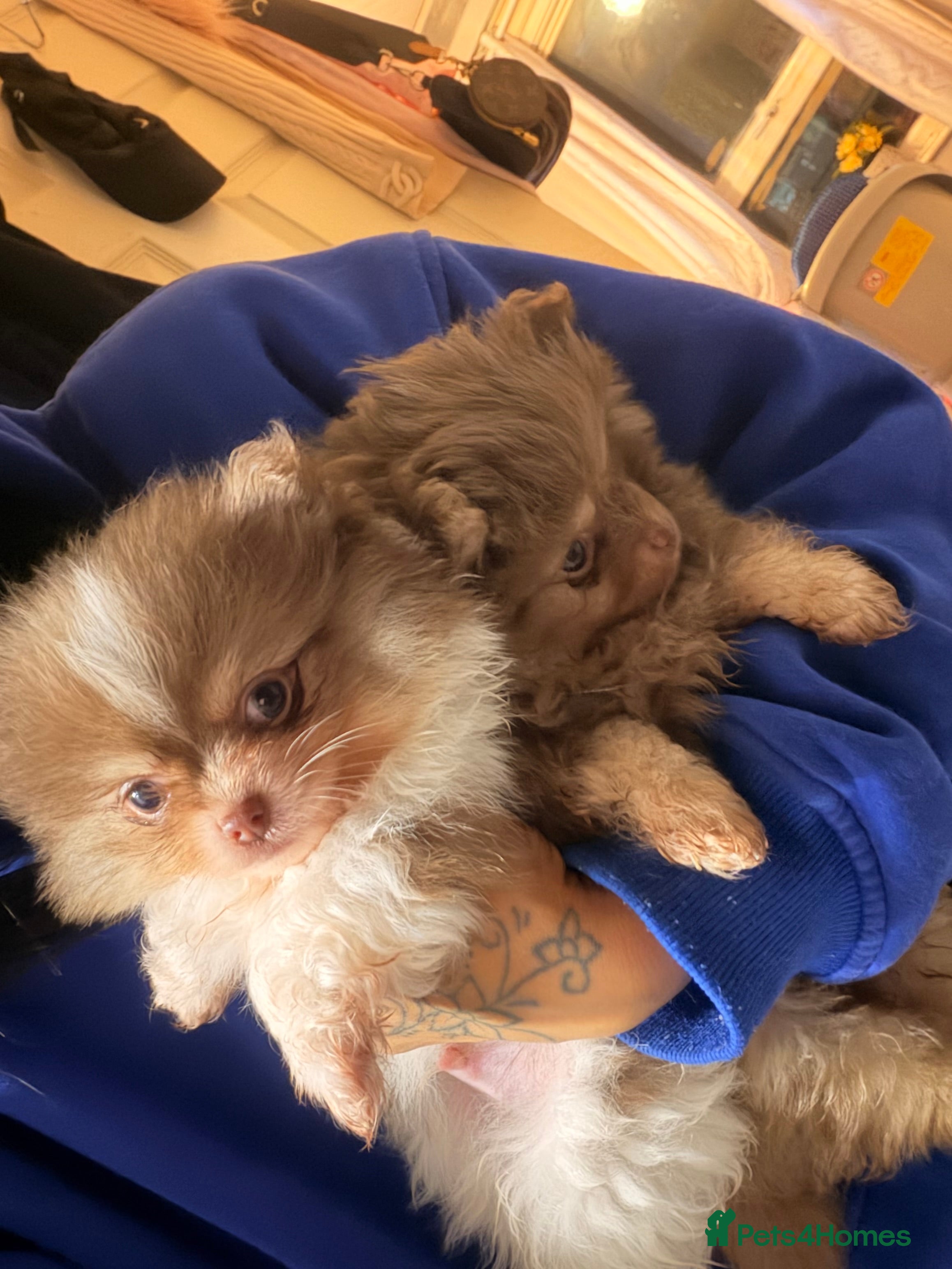 Pomeranian dogs poms   - Advert 7