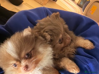 Pomeranian dogs poms - Advert 7