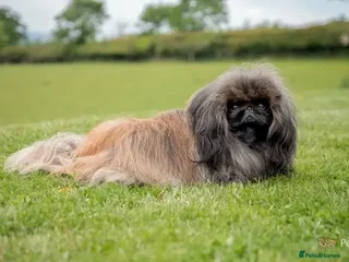 Pekingese dogs KC Registered Pekingese for Stud in York - Advert 1