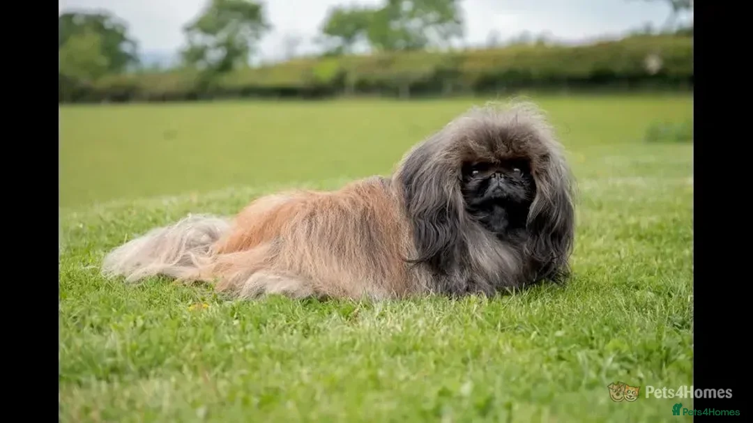 Pekingese dogs for stud: KC Registered Pekingese for Stud in York - Advert 1